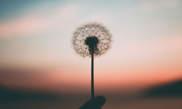 Dandelion with sun setting behind