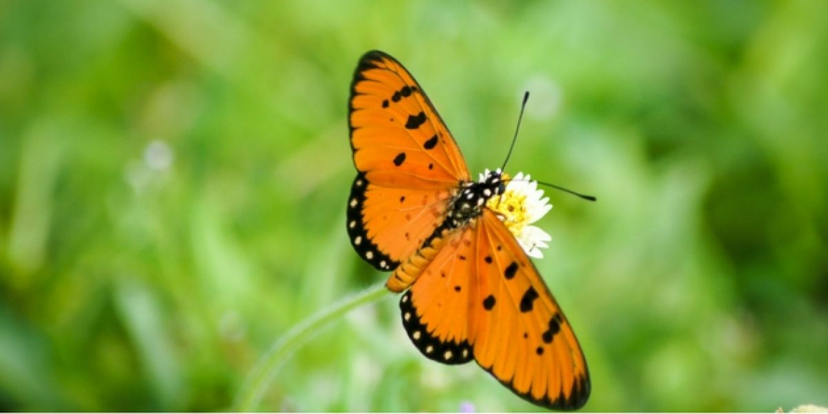 Orange butterful in nature