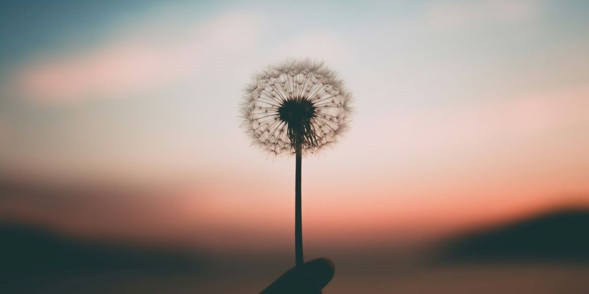 Dandelion with sun setting behind