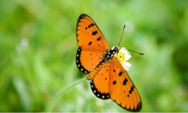 Orange butterful in nature